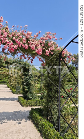 Floral arch covered with blooming pink roses in a formal garden under clear blue sky. This image expresses romance, natural beauty, and the elegance of landscaped outdoor spaces Floral arch covered with blooming pink roses in a formal garden under clear blue sky. This image expresses romance, natural beauty, and the elegance of landscaped outdoor spaces 129239855