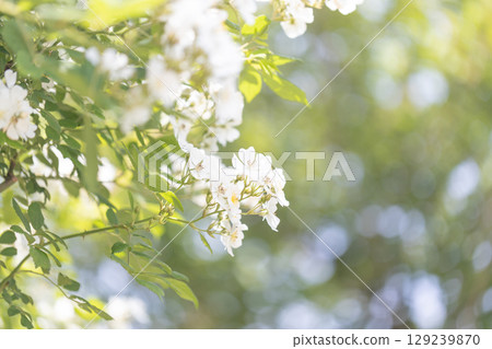 小白玫瑰 129239870