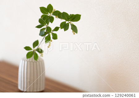 Daeda Dunziae 129240061