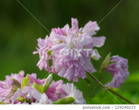 淡粉紅色重瓣皂草 129240225