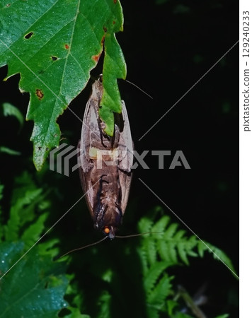 夏夜草原上出現一隻眼睛發光的蝙蝠狀生物(20250731020709) 夏夜草原上出現一隻眼睛發光的蝙蝠狀生物(20250731020709) 129240233