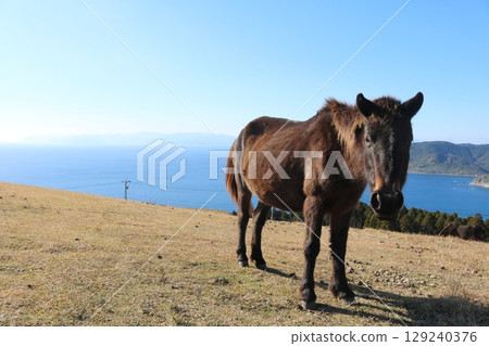 Wild Cape horses living in harmony with the nature of Cape Toi 129240376