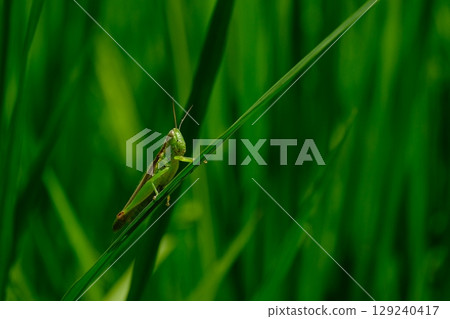 稻田惡棍，蚱蜢 129240417