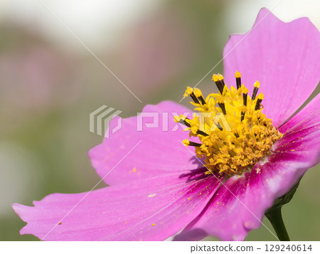 粉紅色的宇宙 129240614