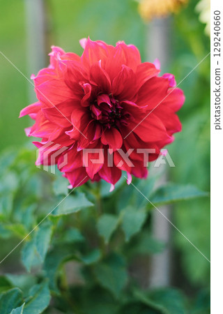 Red Dahlia Flower in Bloom, Vibrant Garden Beauty Red Dahlia Flower in Bloom, Vibrant Garden Beauty 129240660