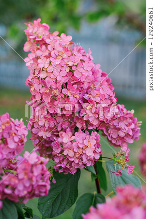 Pink Hydrangea Vanilla Fraise in Summer Garden Pink Hydrangea Vanilla Fraise in Summer Garden 129240661