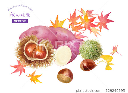 Watercolor illustration of an autumn harvest image. A collection of sweet potatoes, chestnuts, and autumn leaves. Illustration. (Vector) 129240695