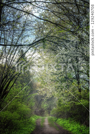 Path in green grass near spring forest. Country dirt road through summer enchanted woods Path in green grass near spring forest. Country dirt road through summer enchanted woods 129240708