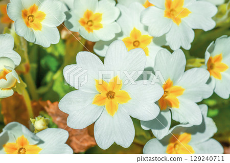 English primrose small white flowers growing in spring sunny garden closeup, top view 129240711
