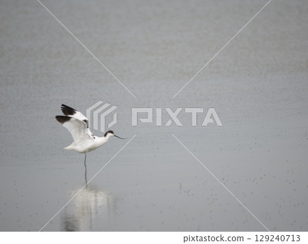 Avocet flapping its wings 129240713