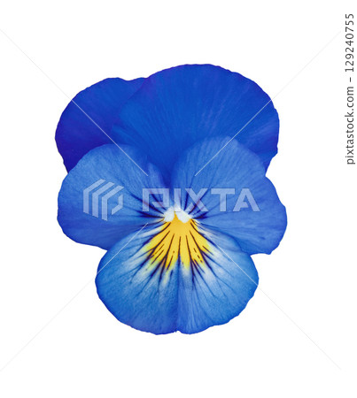 Closeup blue pansy flower isolated on white background Blooming Viola wirttrockiana plants cut out element for design Closeup blue pansy flower isolated on white background Blooming Viola wirttrockiana plants cut out element for design 129240755