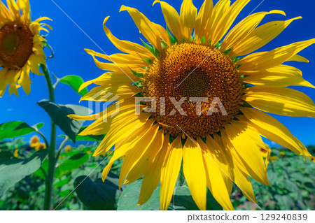 [花卉素材] 山中湖村花之都公園的向日葵和藍天 [山梨縣] 129240839