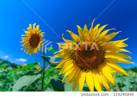 [Flower Material] Sunflowers and blue sky at Hana no Miyako Park in Yamanakako Village [Yamanashi Prefecture] 129240840