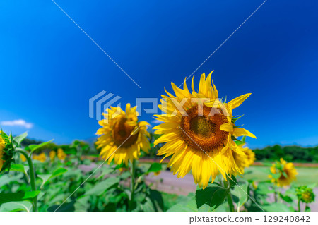 [花卉素材] 山中湖村花之都公園的向日葵和藍天 [山梨縣] 129240842
