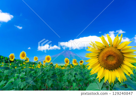 [Flower Material] Sunflowers and blue sky at Hana no Miyako Park in Yamanakako Village [Yamanashi Prefecture] 129240847