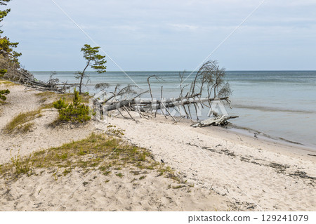 Wind shaped dunes, fallen tree and calm waters on a remote Baltic Sea beach Wind shaped dunes, fallen tree and calm waters on a remote Baltic Sea beach 129241079