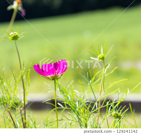 Cosmos fields in Engaru Town, Hokkaido Cosmos fields in Engaru Town, Hokkaido 129241142
