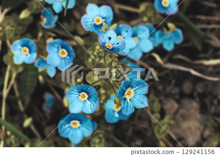 Little Veronica peduncularis Georgia blue flowers growing in summer meadow, selective focus Little Veronica peduncularis Georgia blue flowers growing in summer meadow, selective focus 129241156
