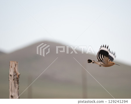 Hoopoe jumping out 129241294