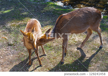 Mother and baby deer on Miyajima in Aki Mother and baby deer on Miyajima in Aki 129241458