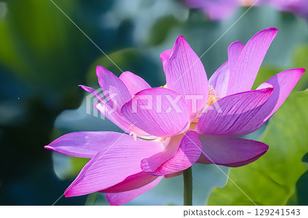 Landscape with lotus flowers Landscape with lotus flowers 129241543