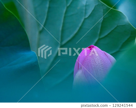 Lotus flower starting to bloom Lotus flower starting to bloom 129241544
