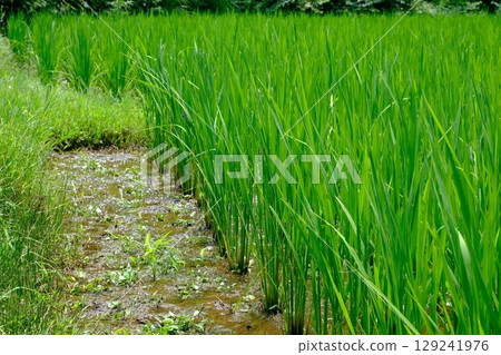 A good harvest is expected in the rice fields of Narabaiyato A good harvest is expected in the rice fields of Narabaiyato 129241976