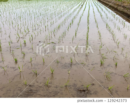 Rice field after rice planting_Rice field immediately after rice planting 129242373