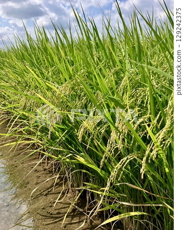 Fully ripened rice ears_summer_green rice ears Fully ripened rice ears_summer_green rice ears 129242375