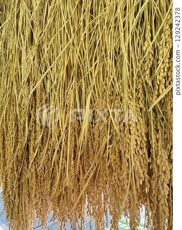 Harvested rice ears _ Drying rice ears Harvested rice ears _ Drying rice ears 129242378