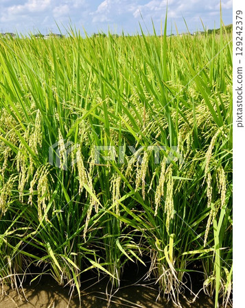 完全成熟的稻穗_夏天 129242379