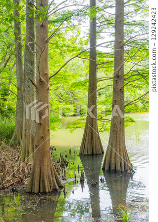 [Fukuoka Prefecture] Sasaguri Kyudai Forest and Bald Cypress in the Waterside Forest 129242423