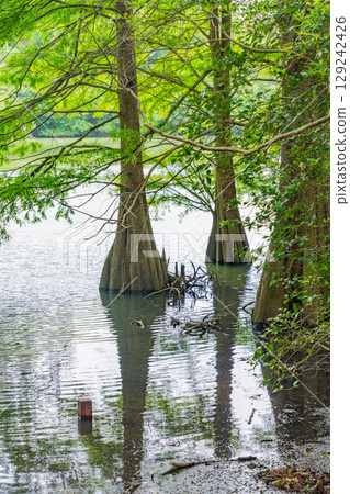 [福岡縣]水邊森林的Sasaguri久大森林與落葉杉 129242426