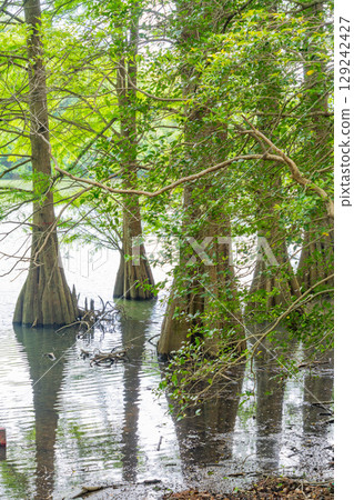 [Fukuoka Prefecture] Sasaguri Kyudai Forest and Bald Cypress in the Waterside Forest 129242427