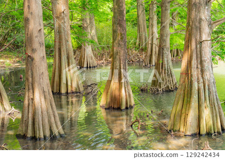 [Fukuoka Prefecture] Sasaguri Kyudai Forest and Bald Cypress in the Waterside Forest 129242434