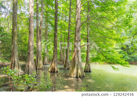 [Fukuoka Prefecture] Sasaguri Kyudai Forest and Bald Cypress in the Waterside Forest 129242436