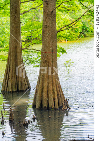[Fukuoka Prefecture] Sasaguri Kyudai Forest and Bald Cypress in the Waterside Forest 129242443