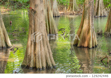 [Fukuoka Prefecture] Sasaguri Kyudai Forest and Bald Cypress in the Waterside Forest 129242446