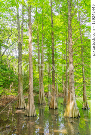 [Fukuoka Prefecture] Sasaguri Kyudai Forest and Bald Cypress in the Waterside Forest 129242449