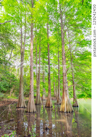 [Fukuoka Prefecture] Sasaguri Kyudai Forest and Bald Cypress in the Waterside Forest 129242450
