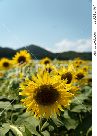 仲夏的陽光與向日葵的特寫 129242464