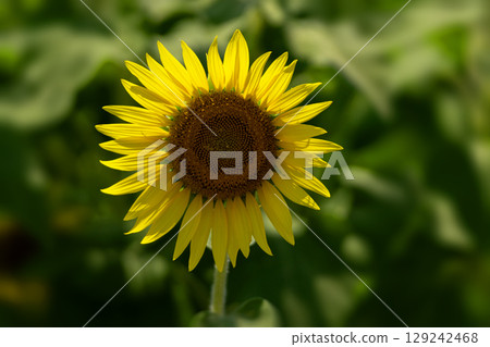 仲夏的陽光與向日葵的特寫 129242468