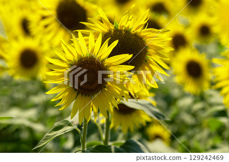 仲夏的陽光與向日葵的特寫 129242469