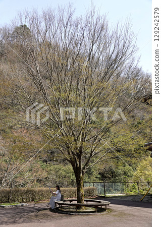 A woman spreads out a map on a bench surrounding the tree. A woman spreads out a map on a bench surrounding the tree. 129242579