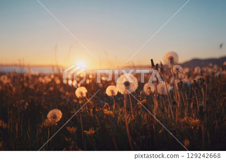 Dandelion field at sunset. Perfect for nature photography or peaceful art. Golden light adds warm glow. 129242668