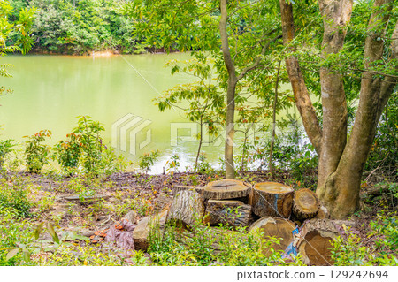 [Fukuoka Prefecture] Sasaguri Kyudai Forest and Waterside Forest in Early Summer 129242694