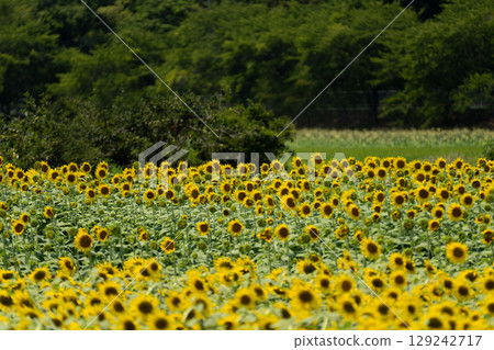 夏日陽光與向日葵田 129242717