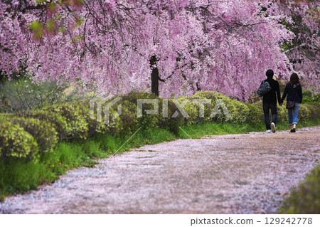 年輕人手牽手漫步在盛開的櫻花中 129242778
