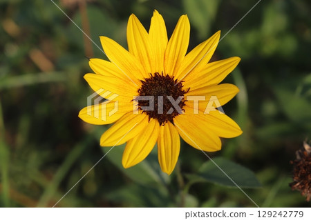 夏日花園裡盛開的矮向日葵的黃色花朵 129242779