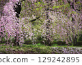 盛開的盛開的櫻花樹 129242895